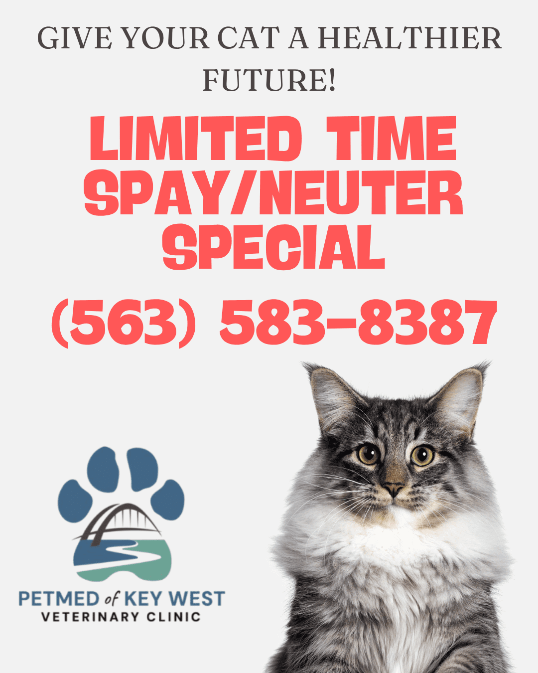Limited Time Spay And Neuter Special For Cats Limited Time Spay And Neuter Special For Cats