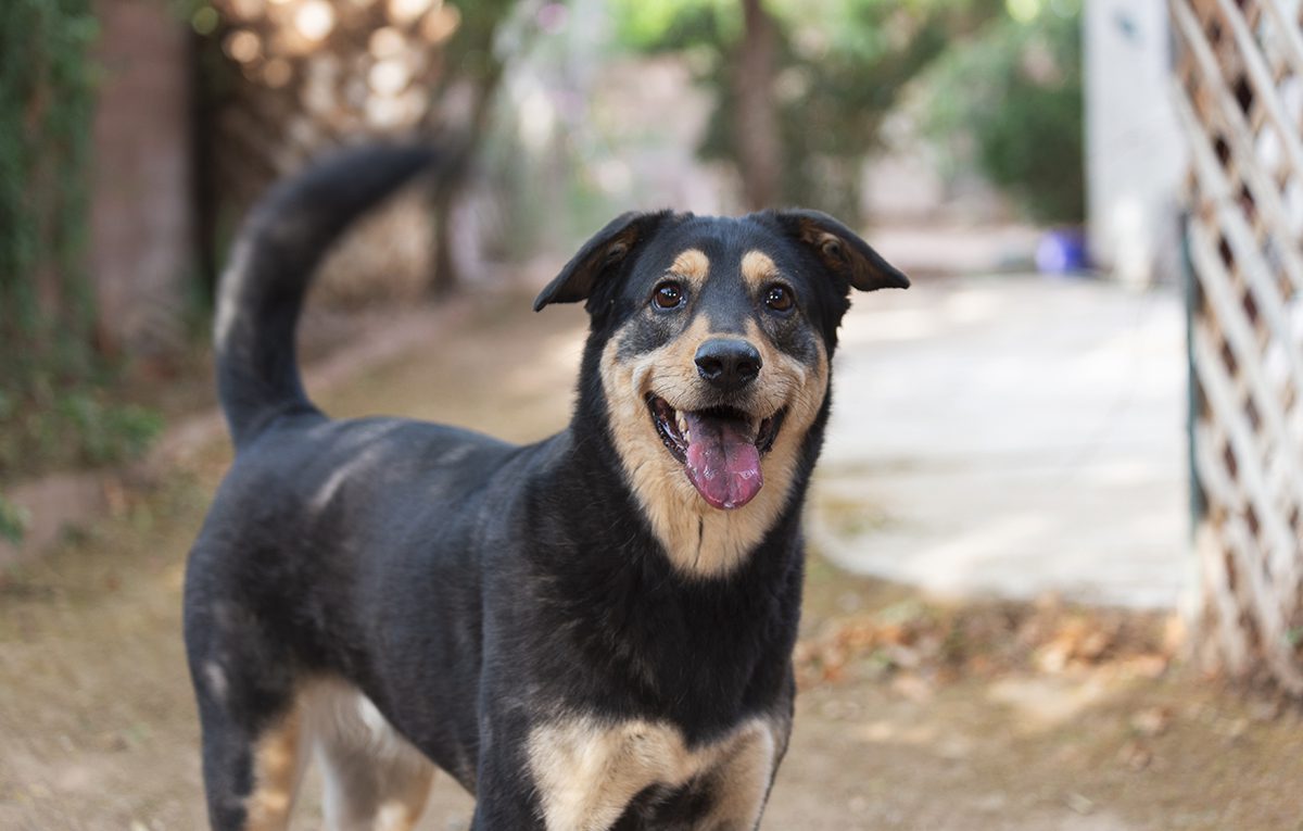 Black And Brown Dog Wagging Tail