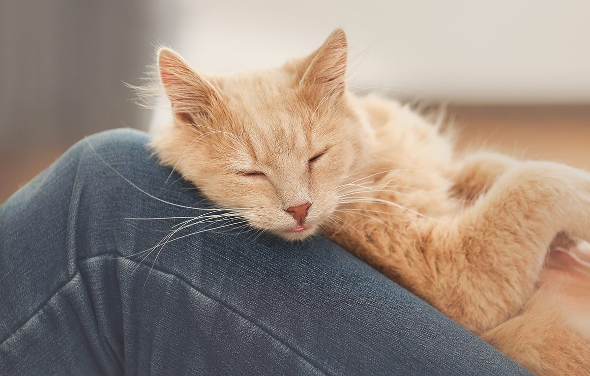 Orange Cat Sleeping On Owner's Leg