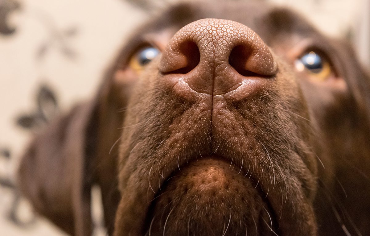 Close Up Labradors Face