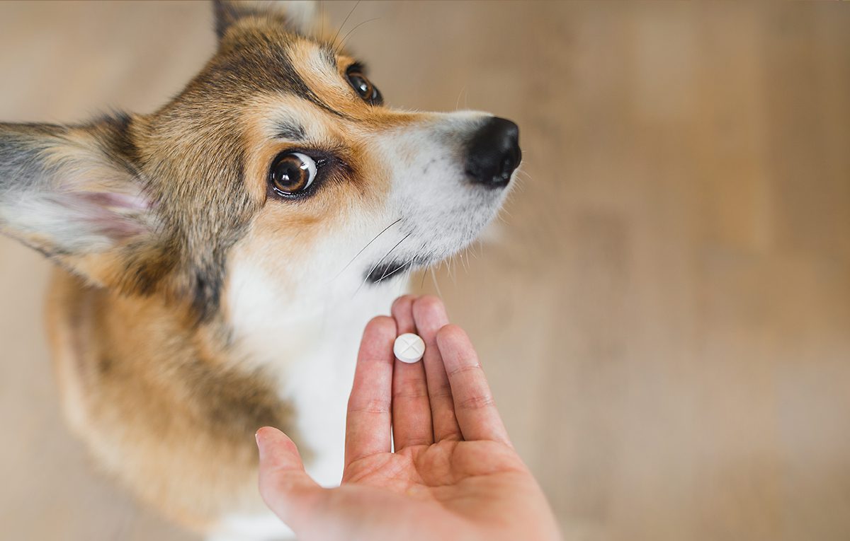 Dog Medicine