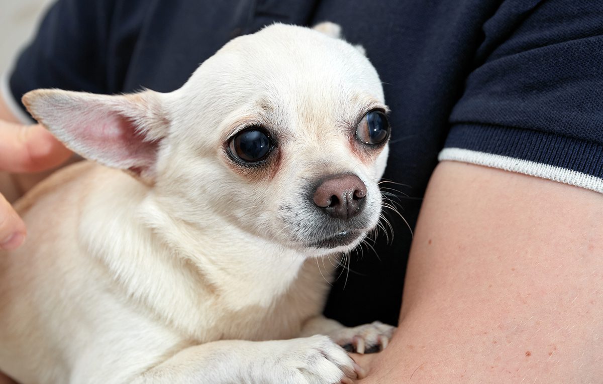 Dog Shaking in owners arms