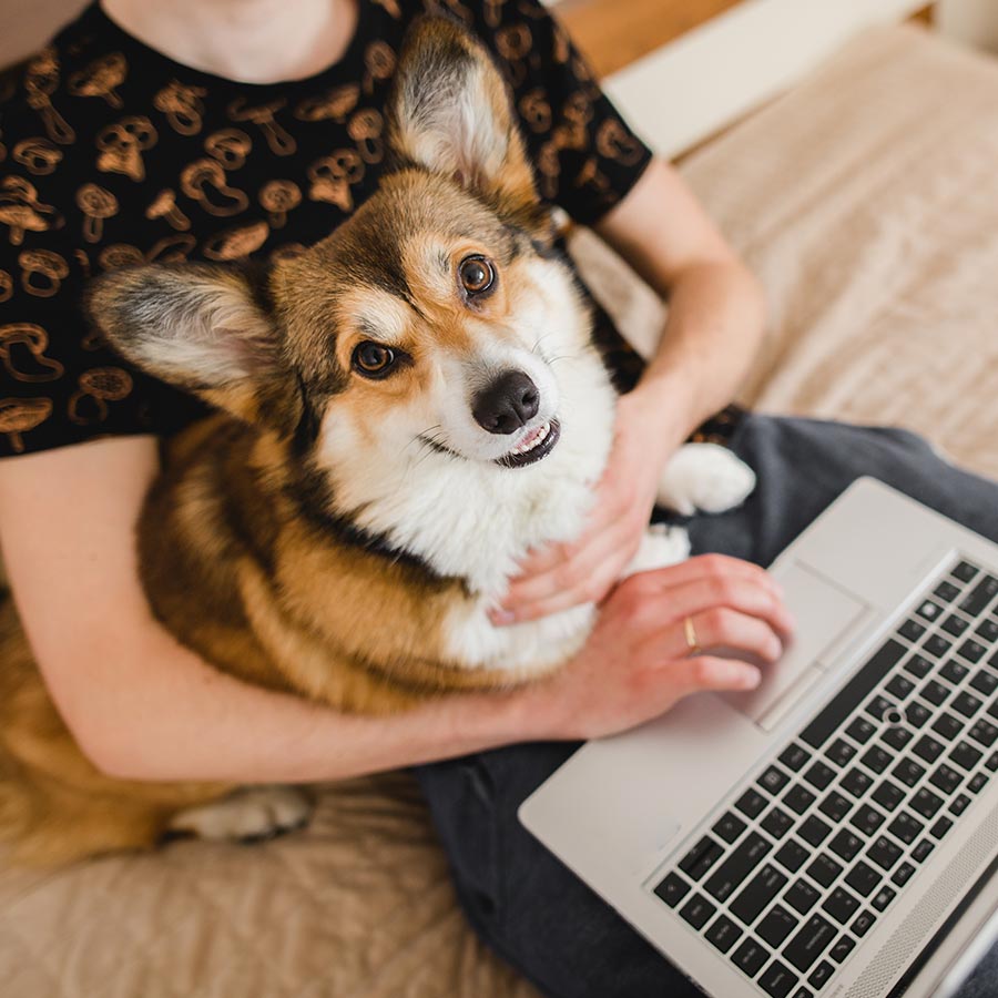male in bed with laptop and welsh pembroke corgi