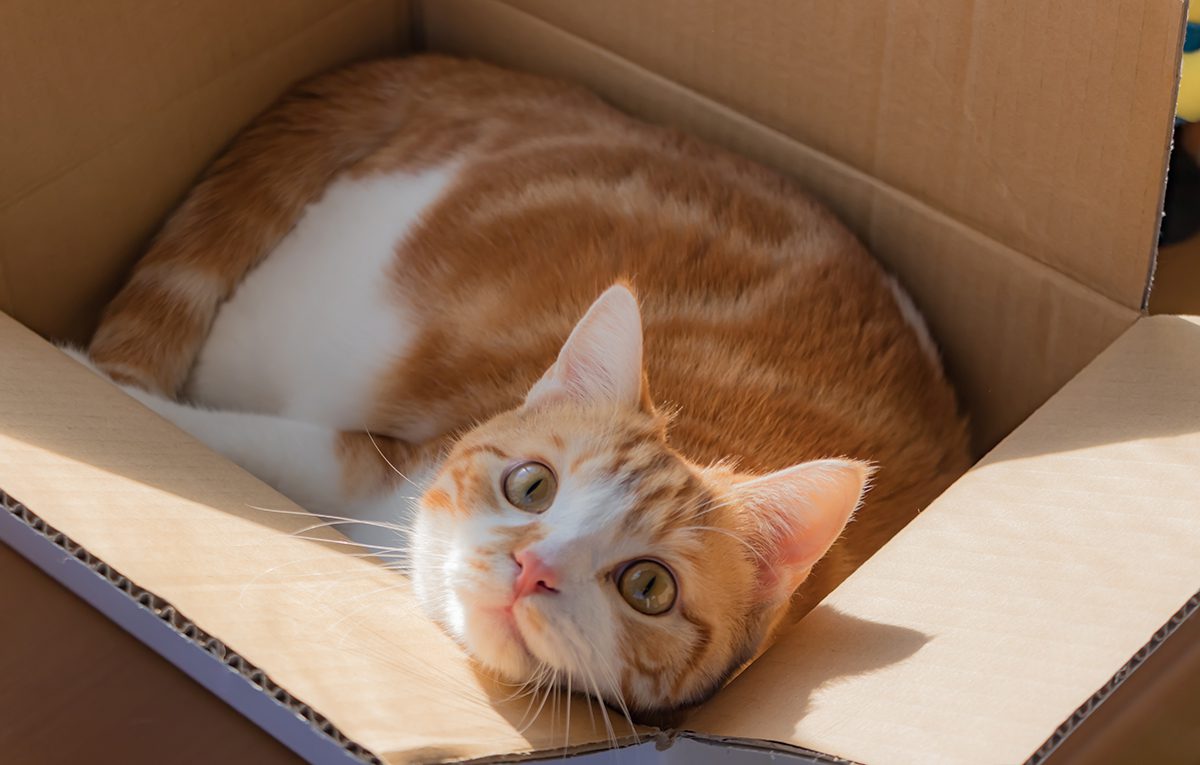 Orange Cat In Box