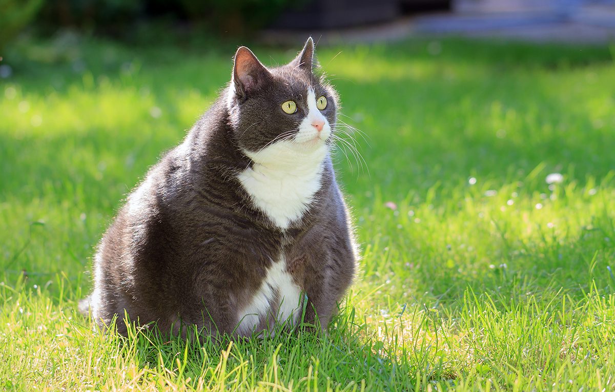 Overweight gray and white Cat sitting in grass