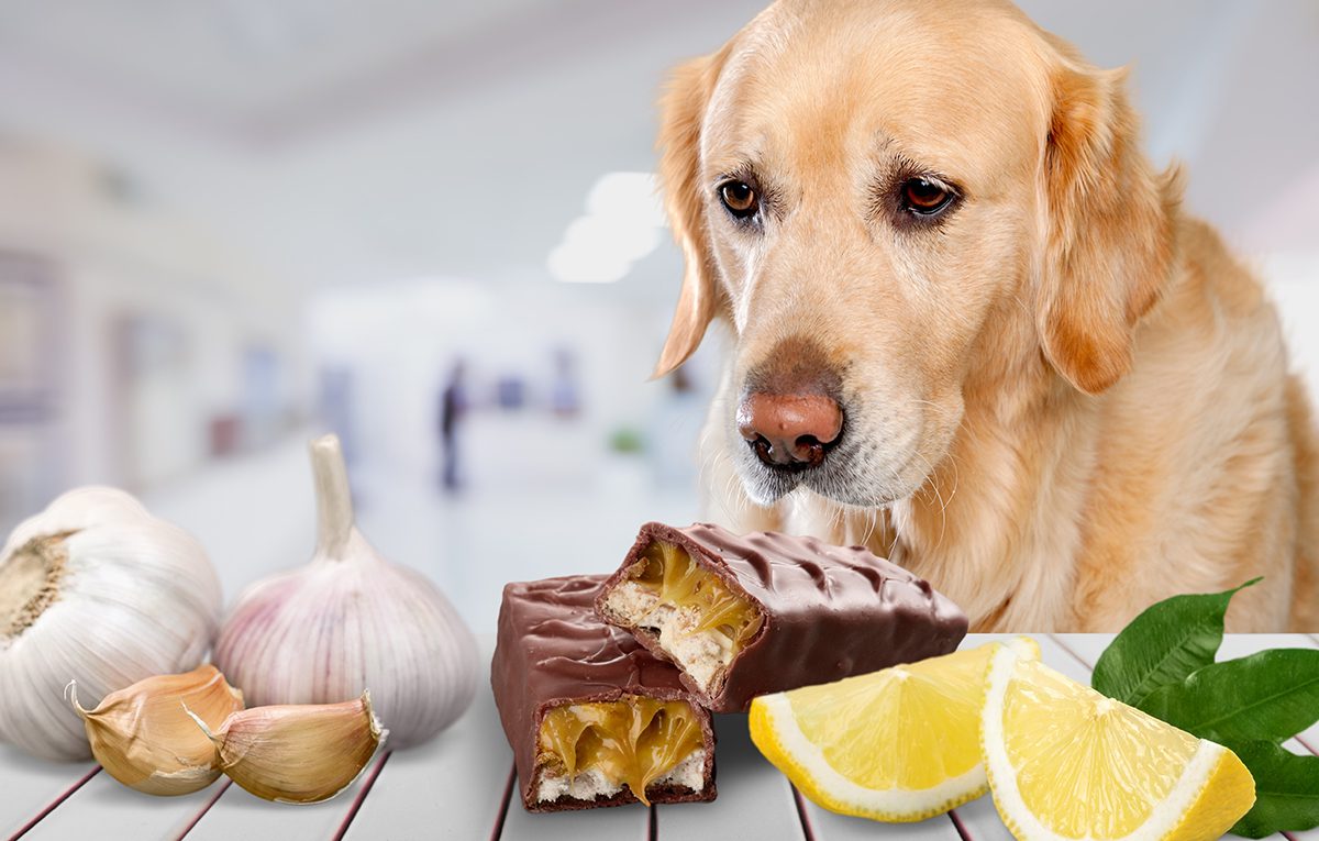 Dog looking at chocolate and other foods toxic for dogs