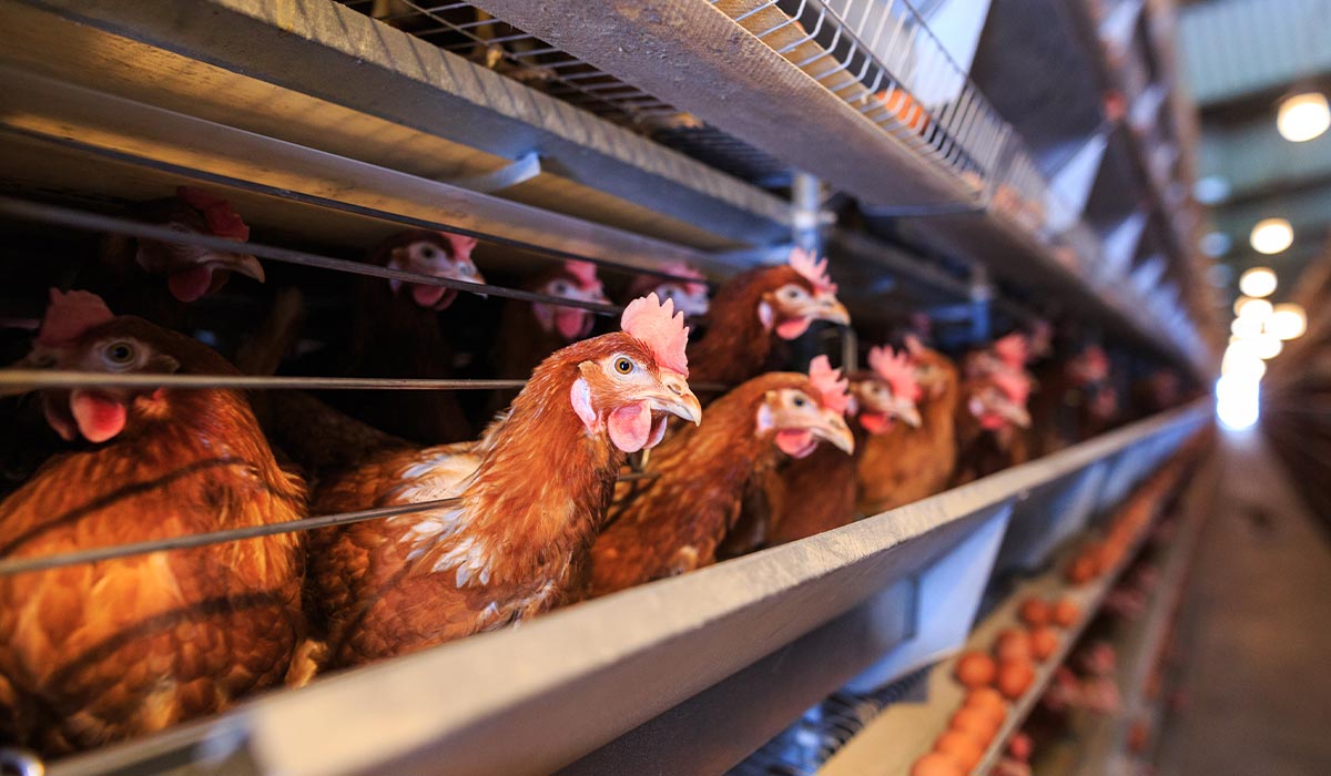 red hen chickens lined up in special cages in egg factory