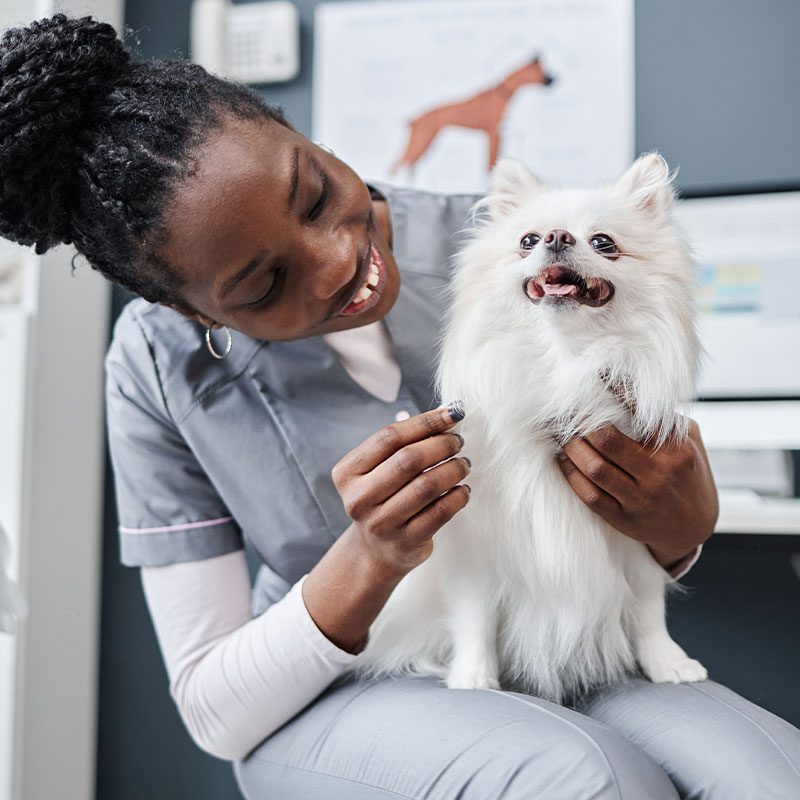 female certified veterinary technician smiling while holding and petting small white fluffy dog in lap