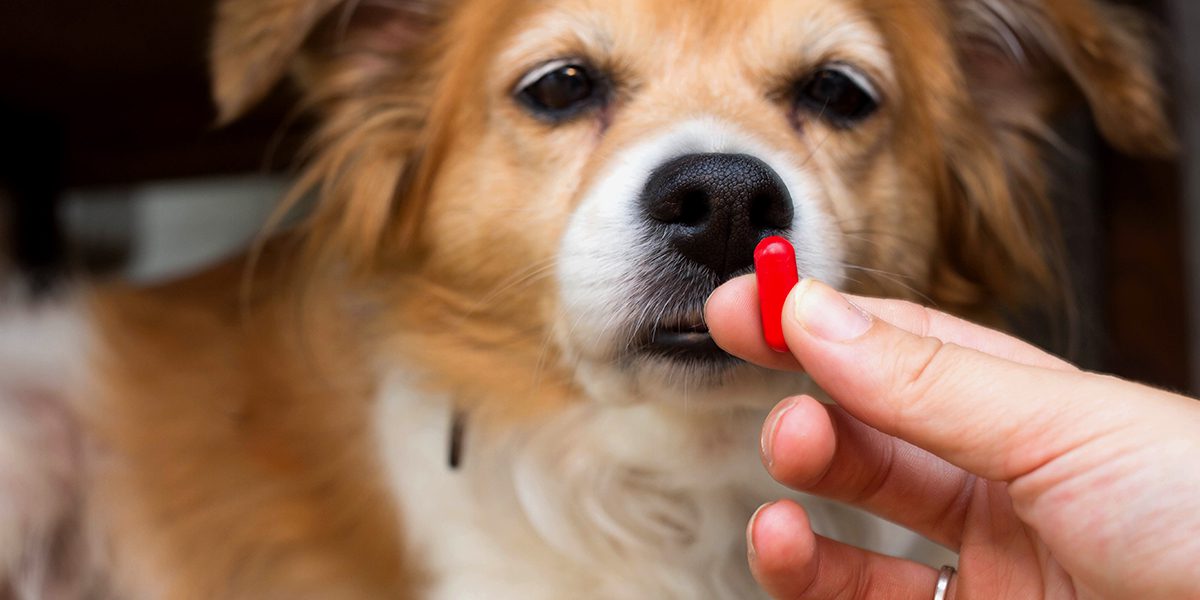 Pain Medicine For Dogs