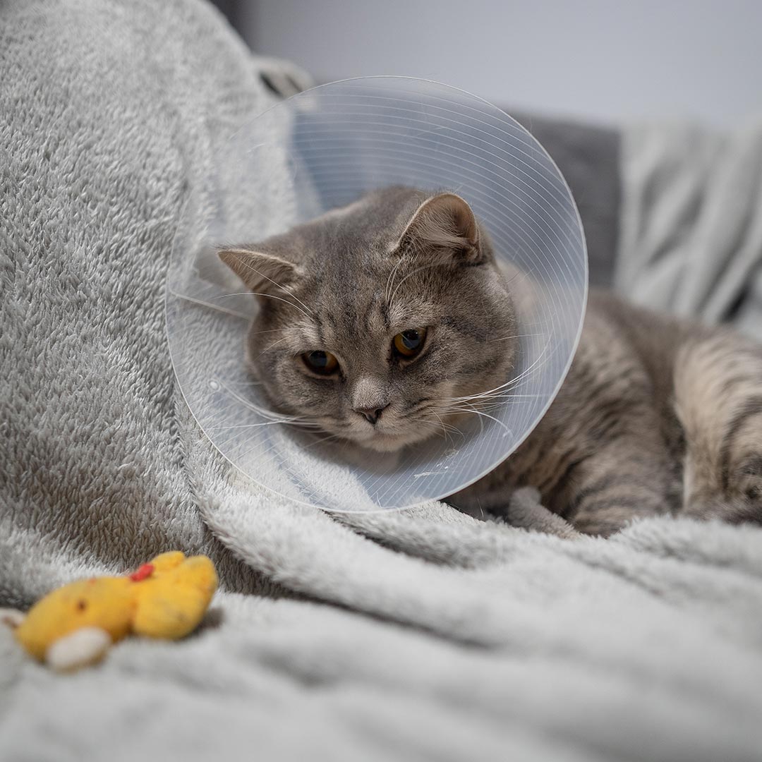grey striped tabby kitten wearing plastic cone around neck after surgery