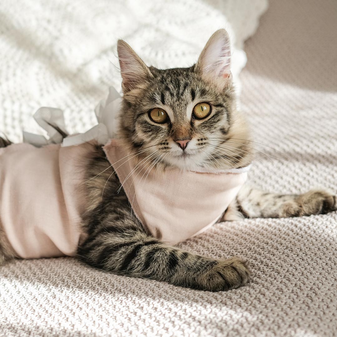 brown striped tabby cat wearing pink recovery suit at home after surgery