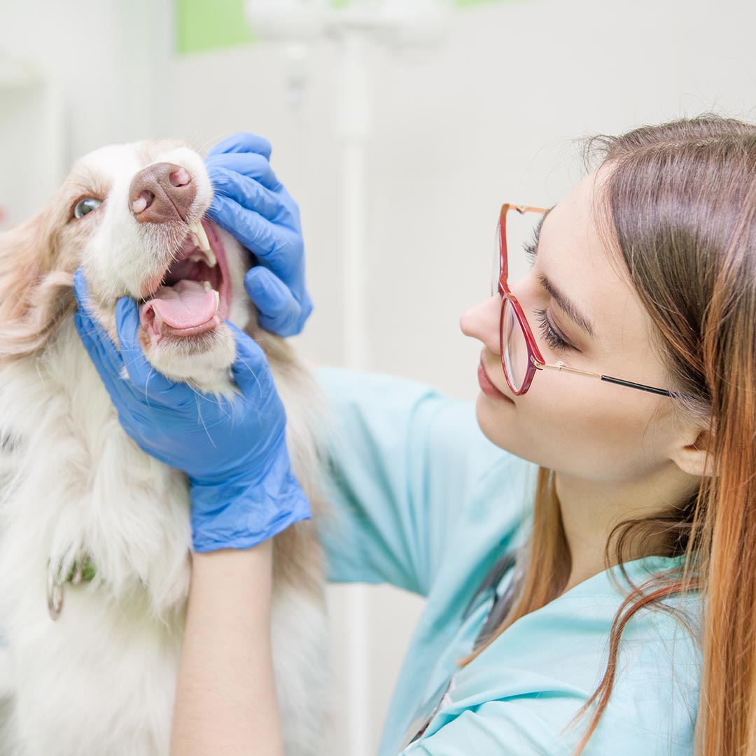 female veterinarian with red glasses examining australian shepherd's teeth