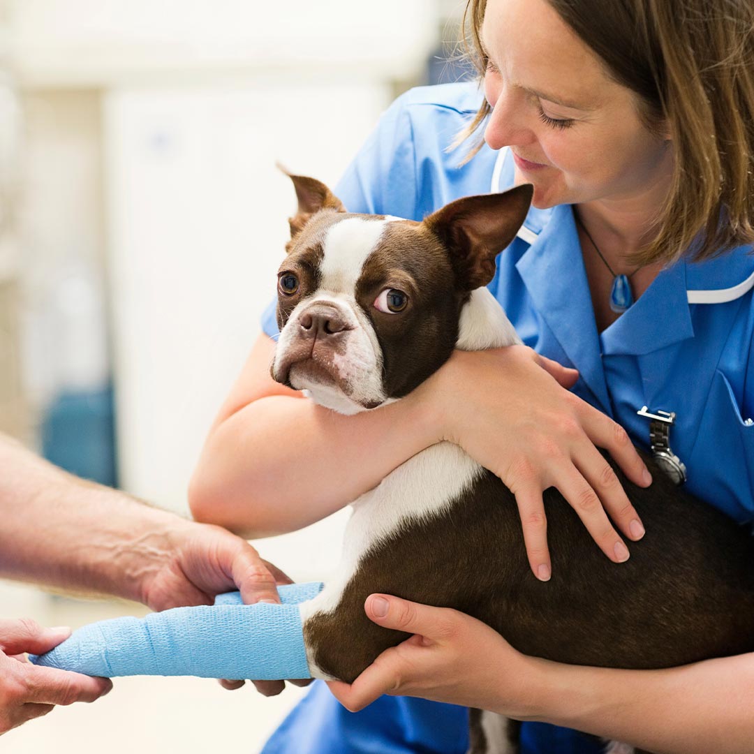 female staff member smiling while holding french bulldog that's having it's front paw wrapped in blue bandaging by veterinarian