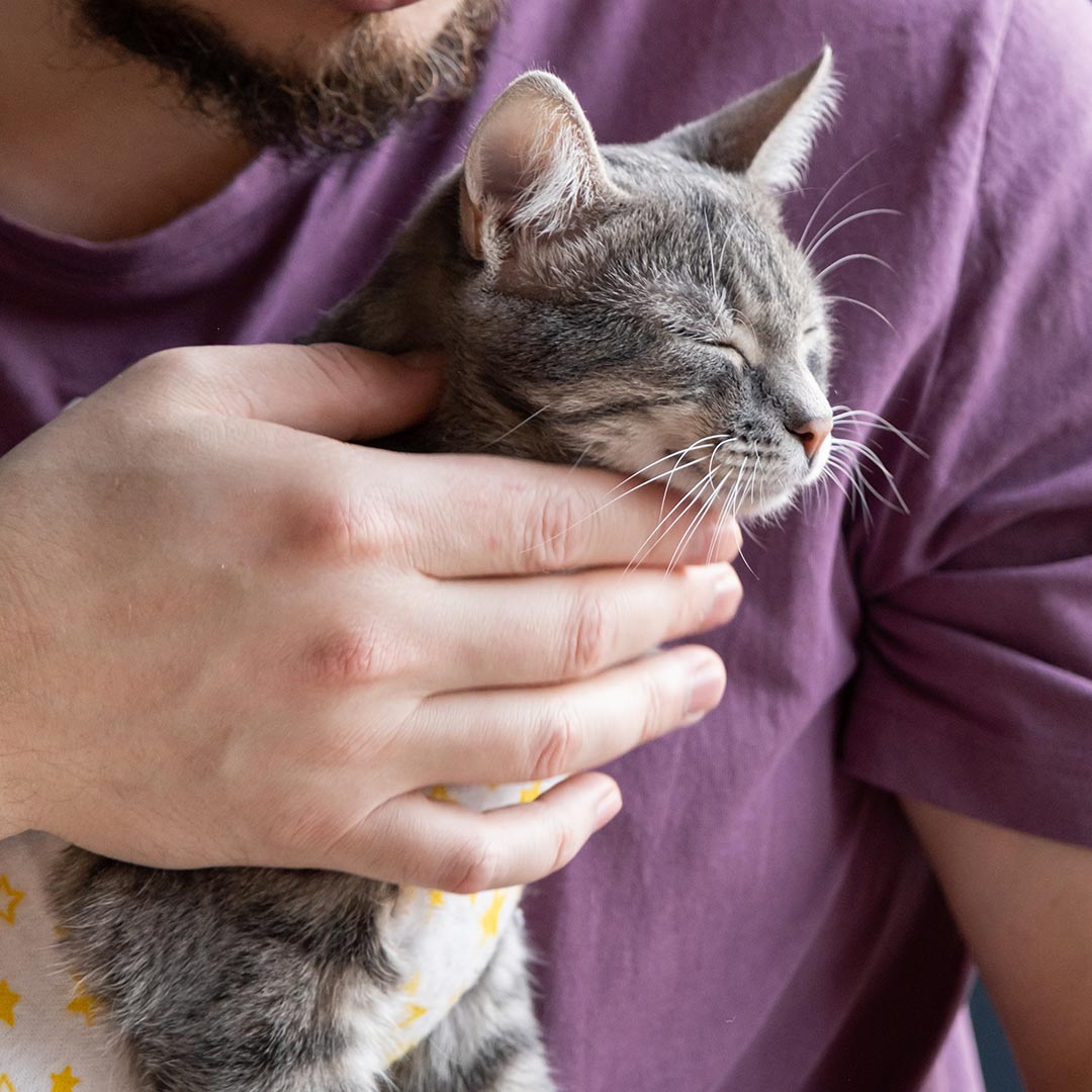 male owner petting grey cat wearing surgical shirt with yellow star pattern