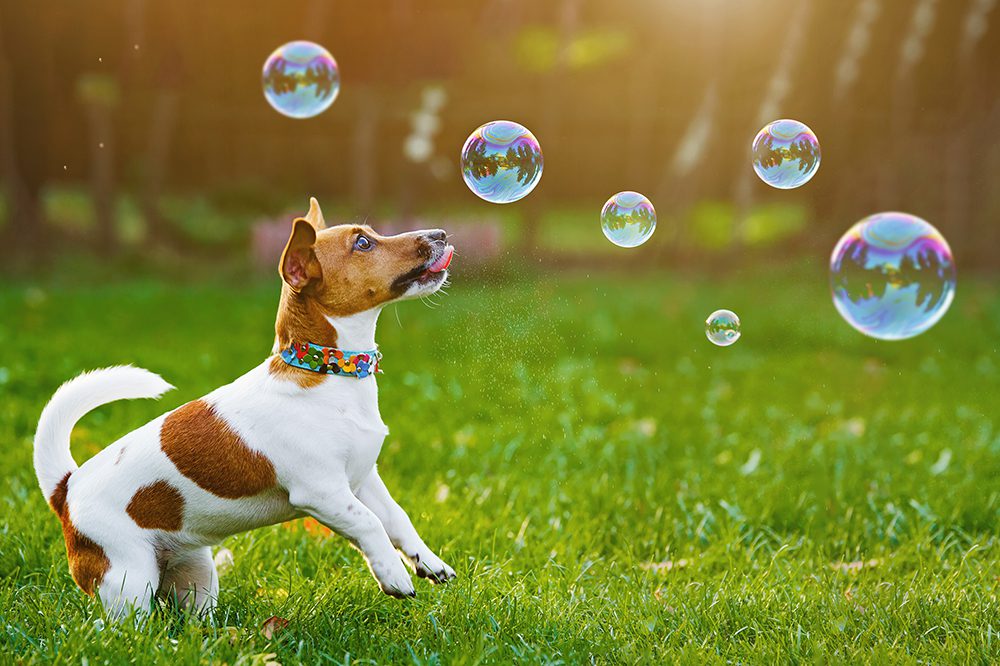Beagle Playing With Bubbles