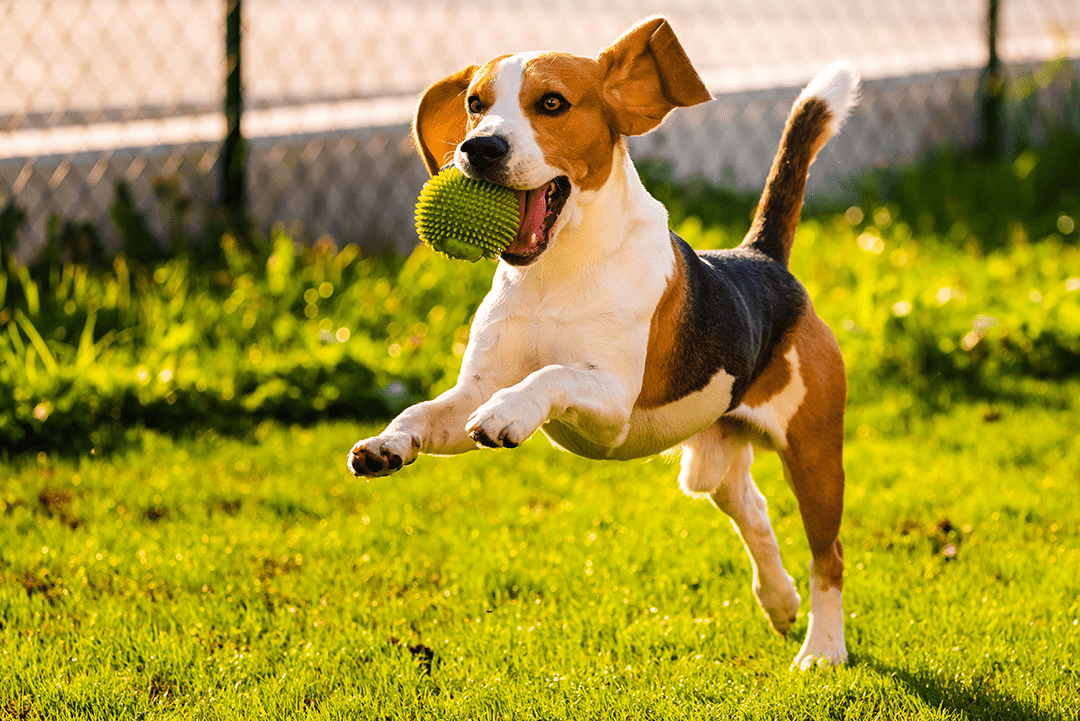 Beagle With Ball