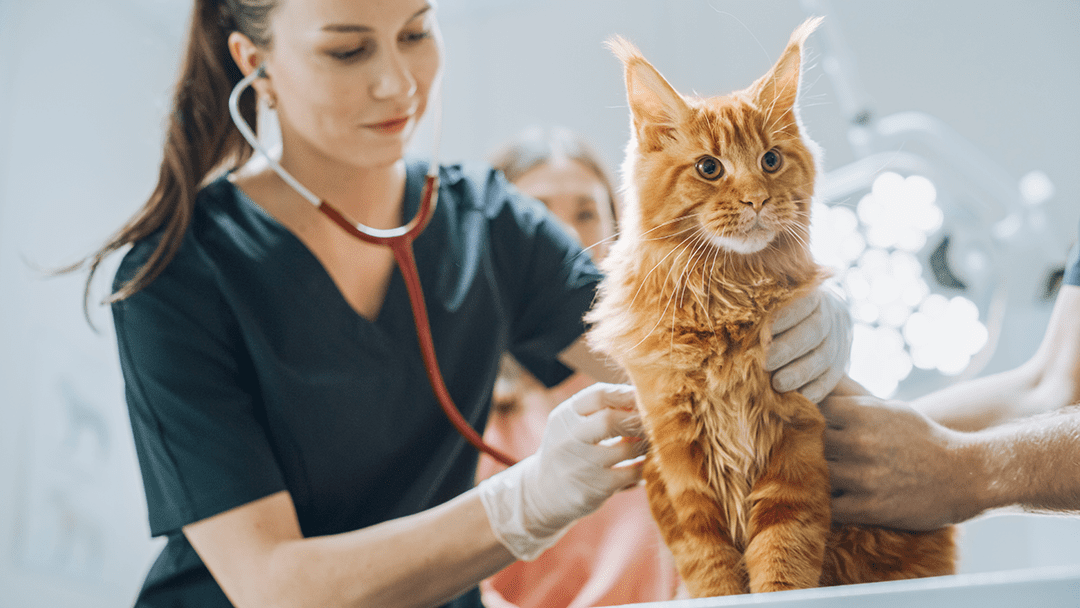 Cat And Vet
