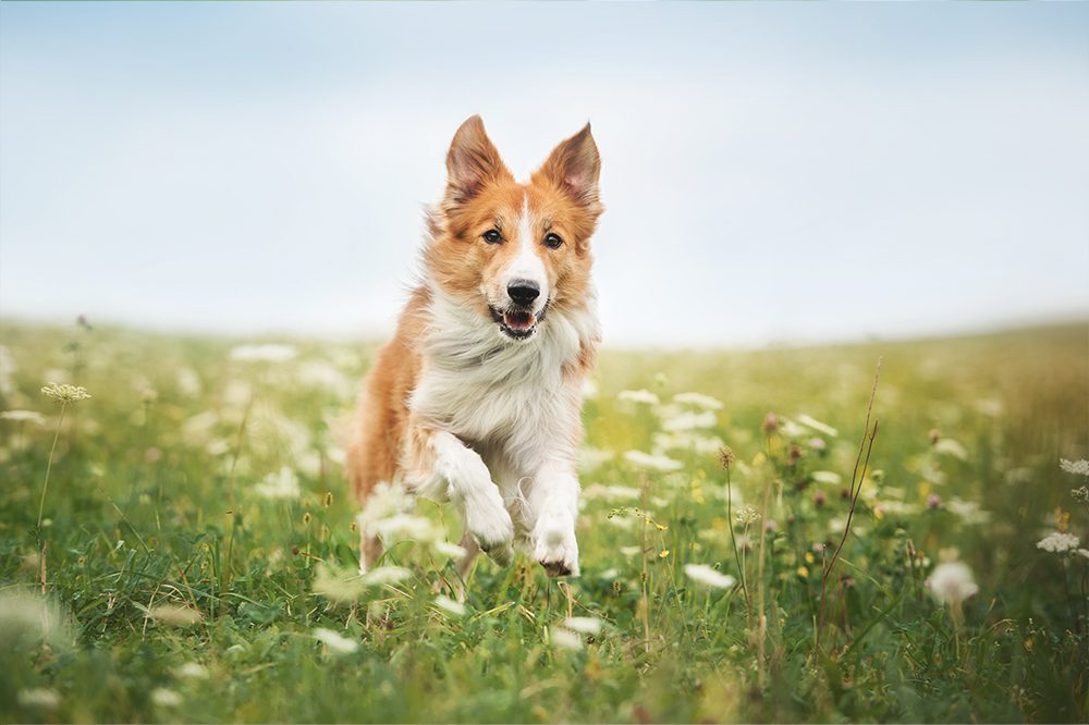 Collie In Flowers