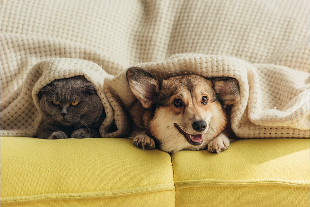 Corgi And Cat Under Blanket