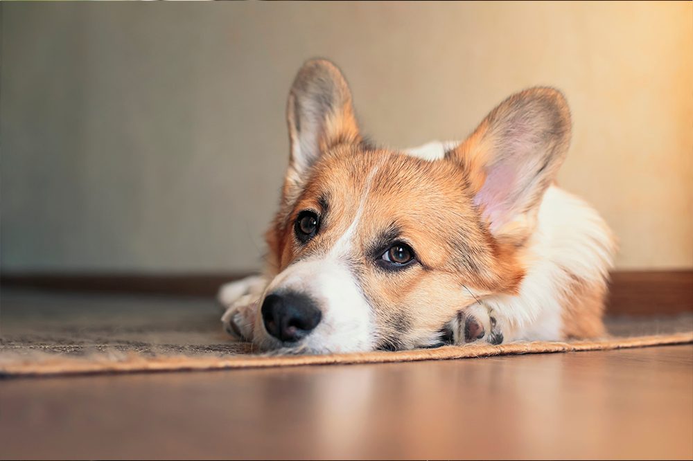 Corgi On Rug