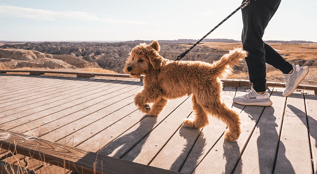 Dog Walk Bridge