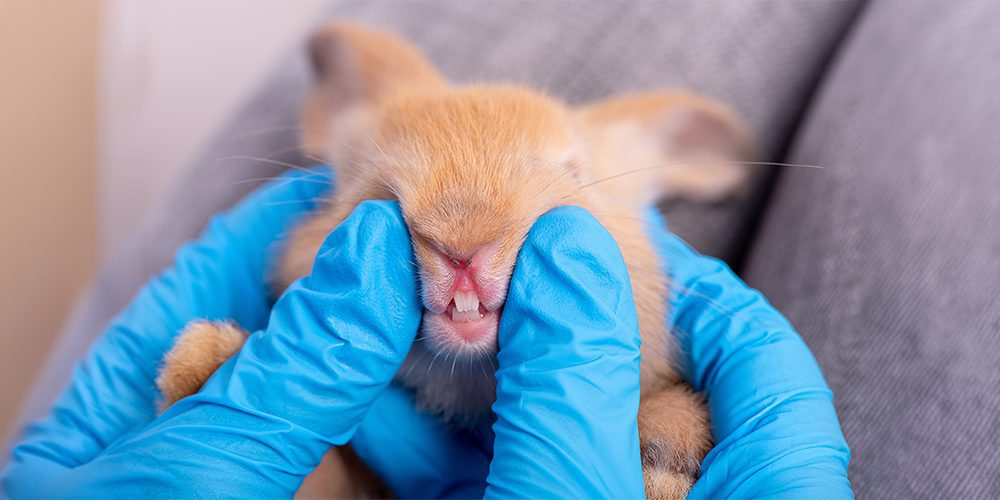 Examining Rabbits Teeth
