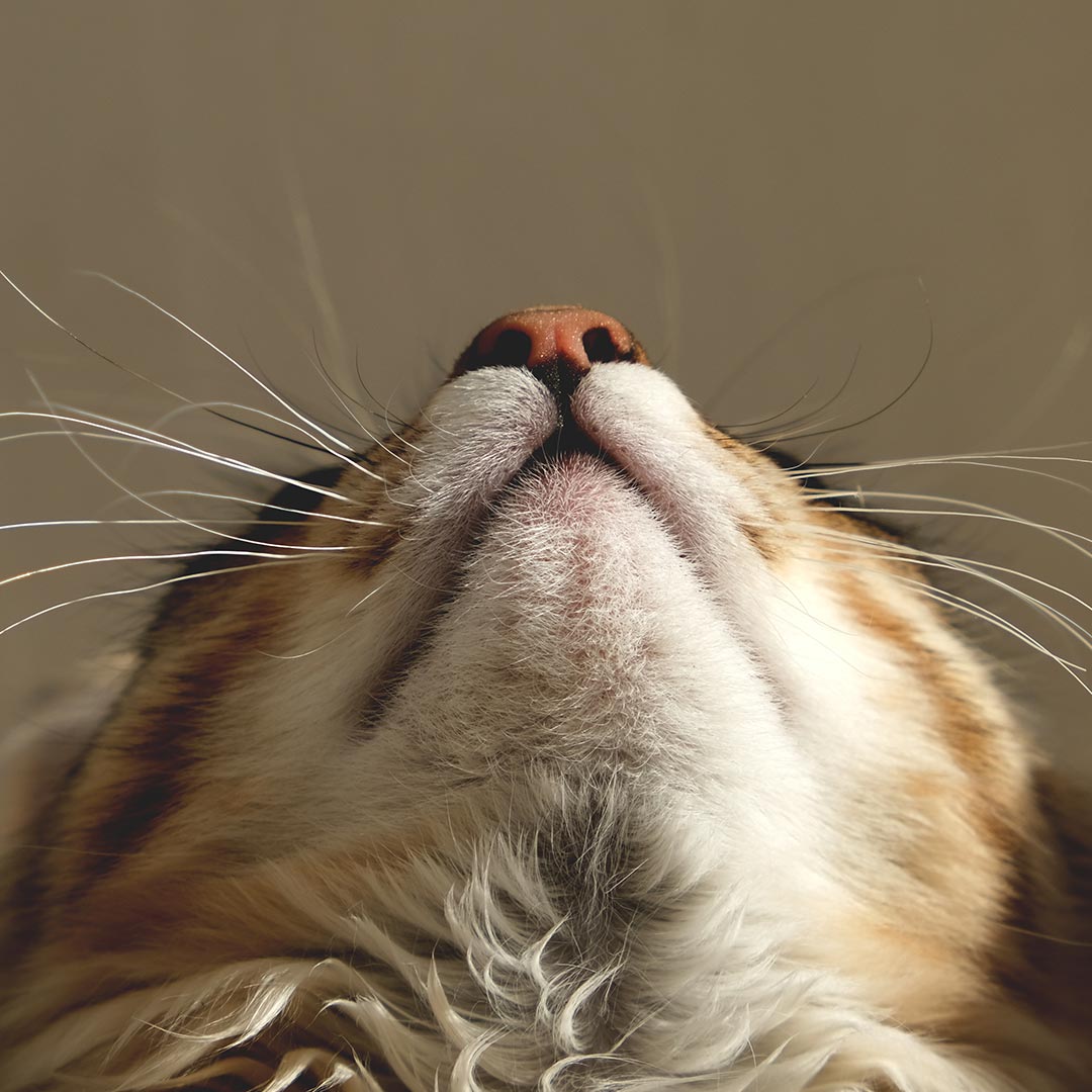 fluffy tabby cat looking up toward ceiling indoors