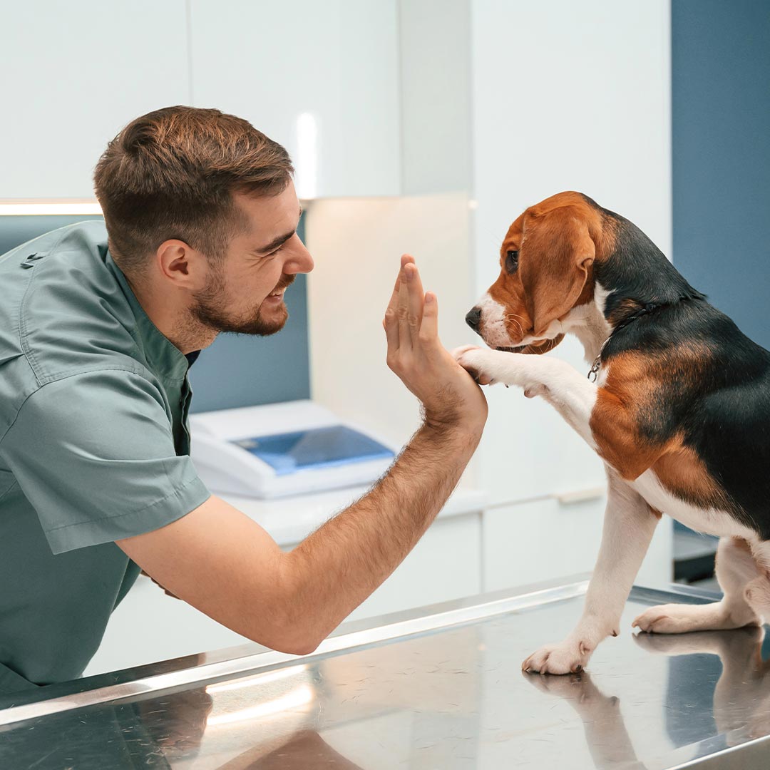 male veterinarian smiling while high-fiving beagle dog on exam table