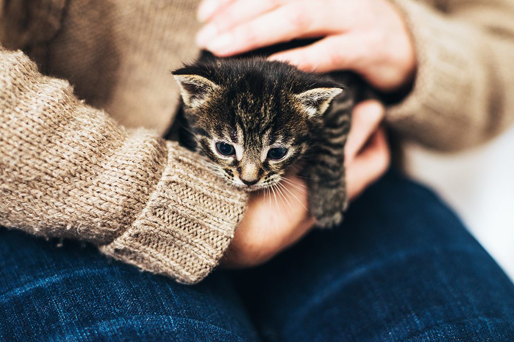 Holding A Kitten