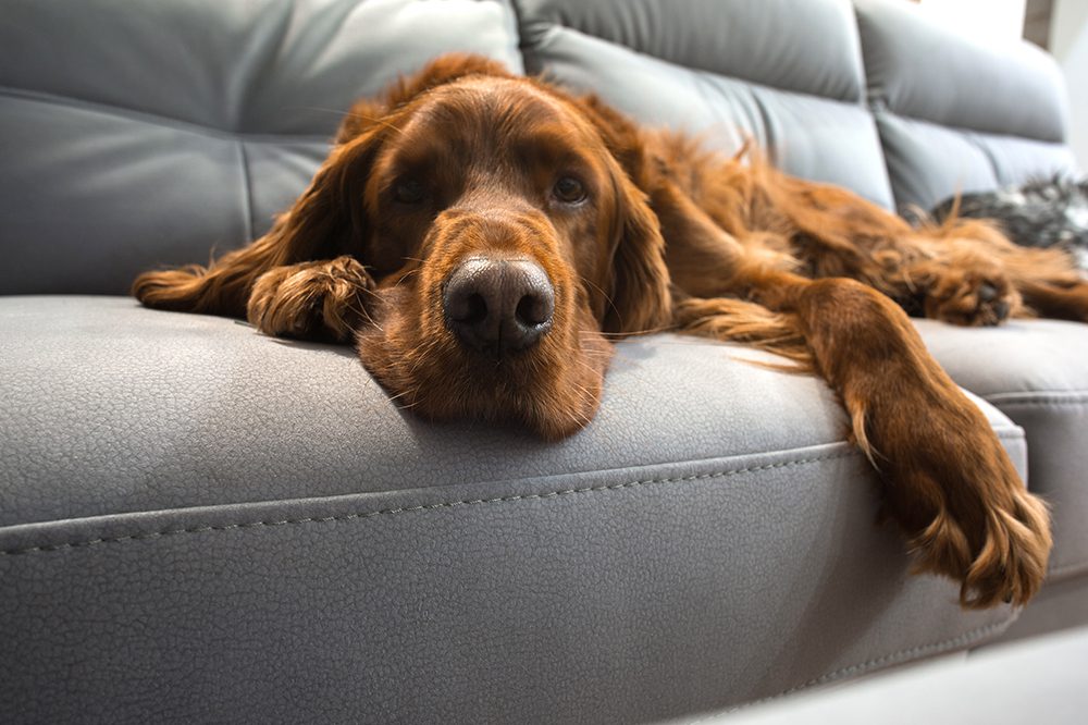 Large Brown Dog On Couch