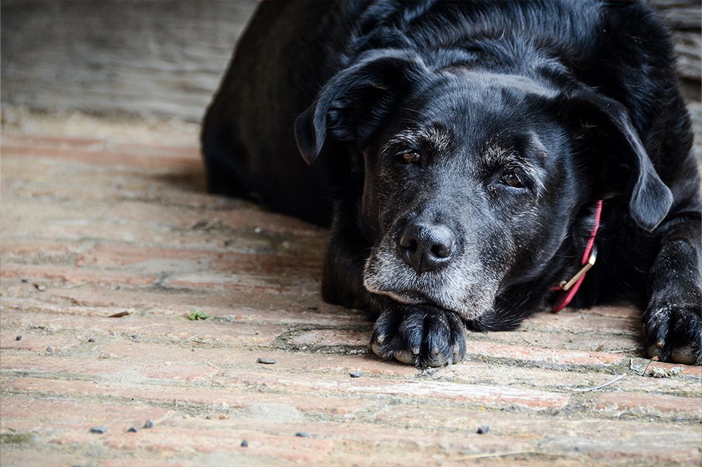 Old Black Dog Laying Down