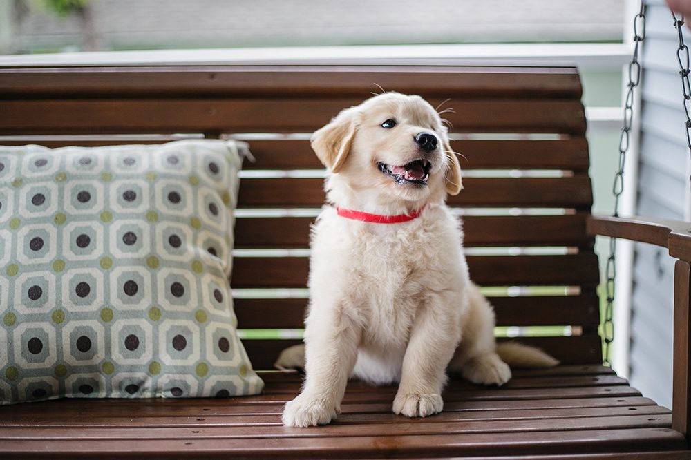 Puppy Sitting On Bench