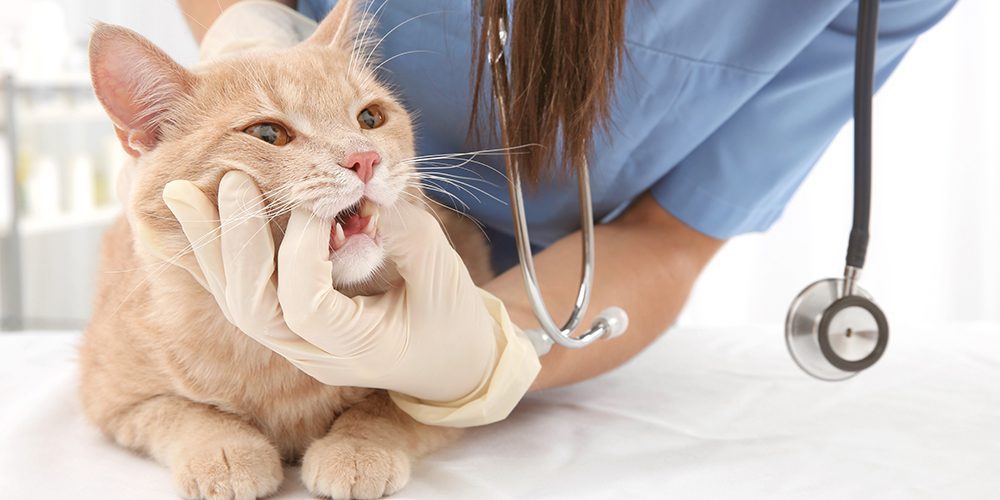 Vet Examining Cats Teeth