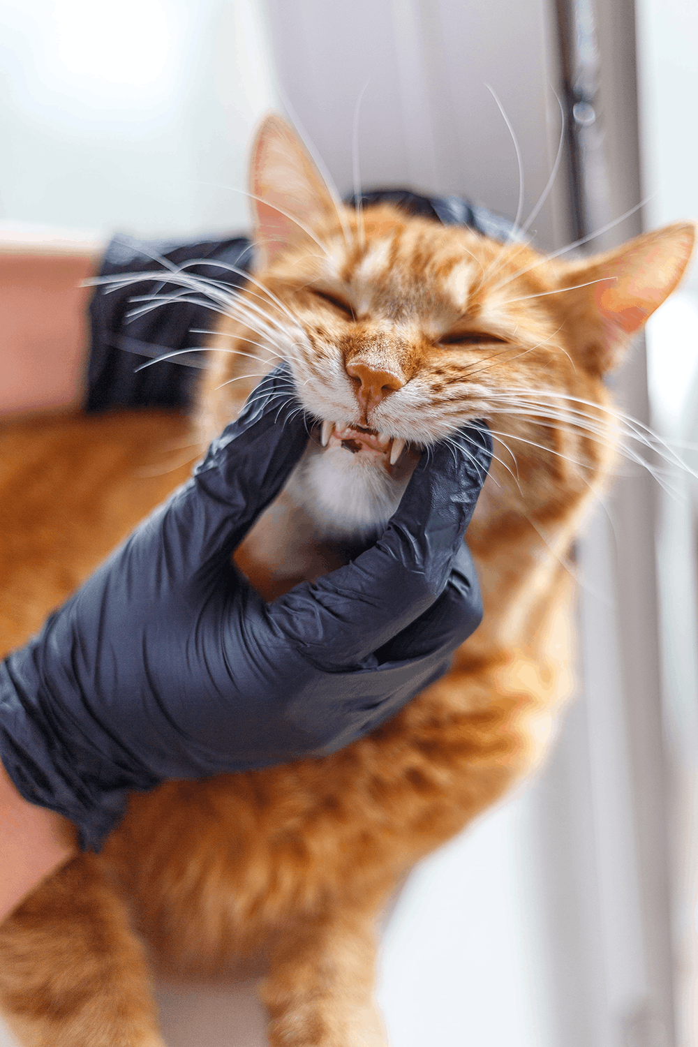 Cat Exam Teeth Gloves