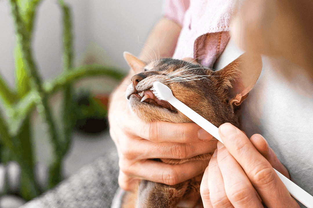 Cat Getting Teeth Brushed
