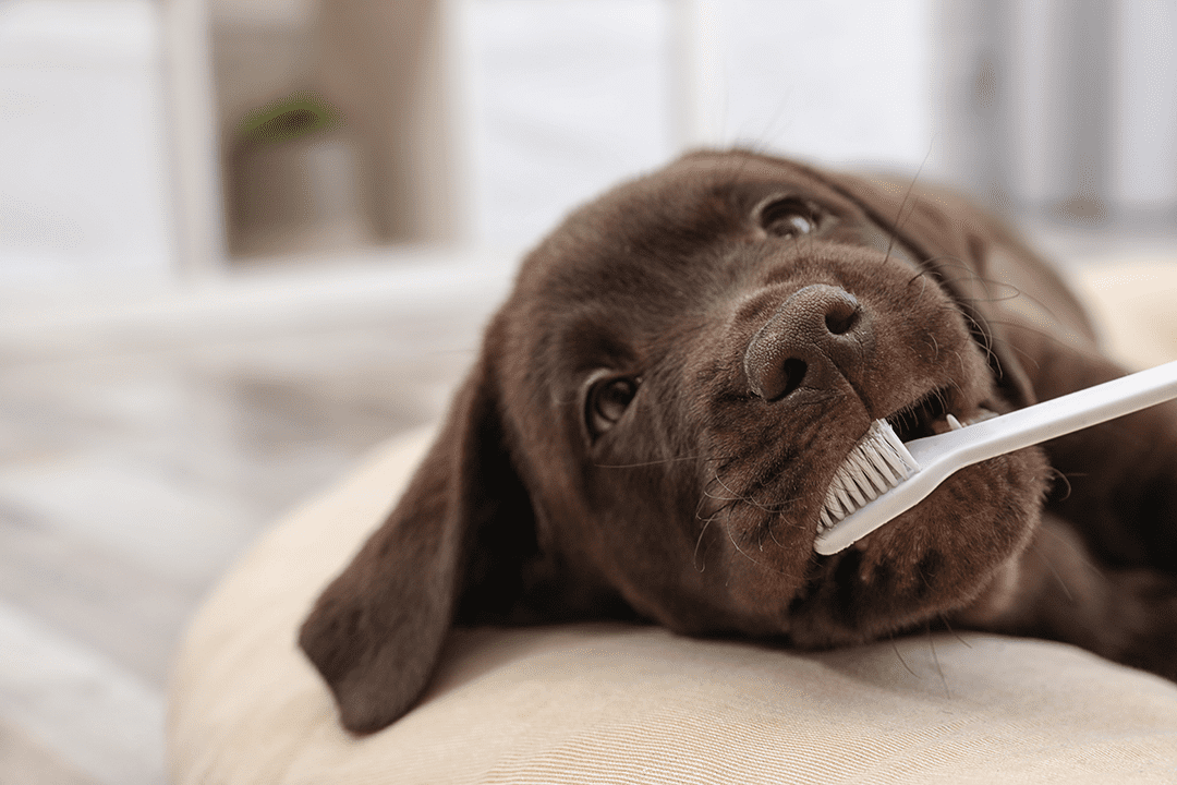 Dog With Brush