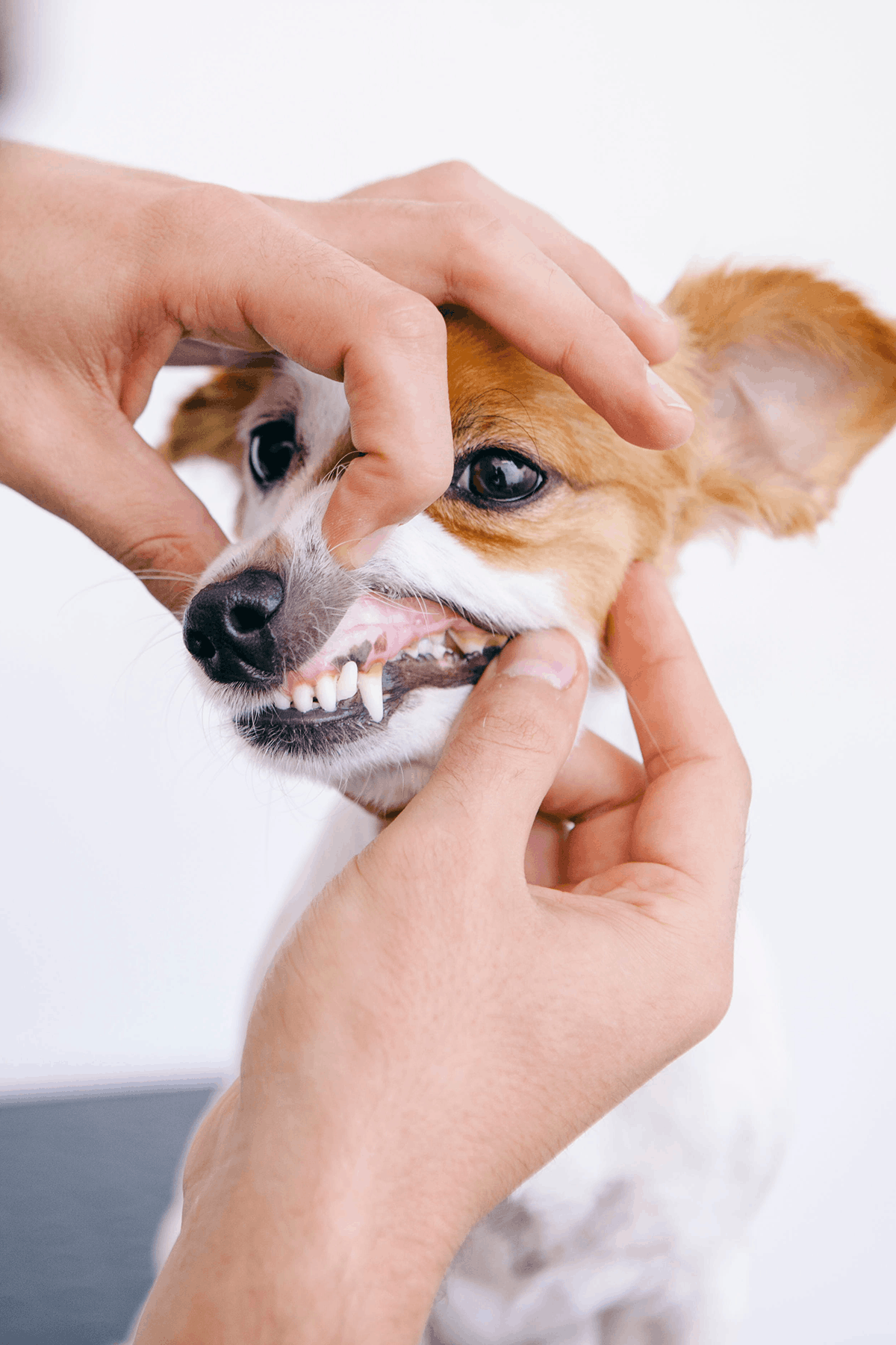 Dog With Teeth Exam