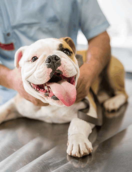 Bulldog At Vet