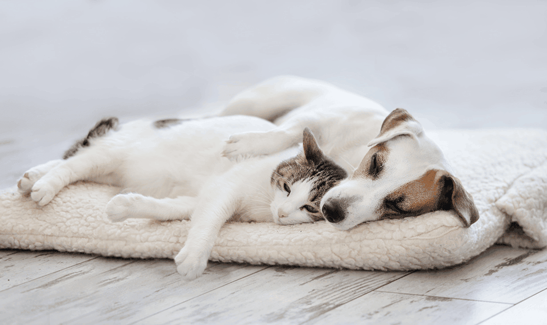 Cat Dog Laying Together