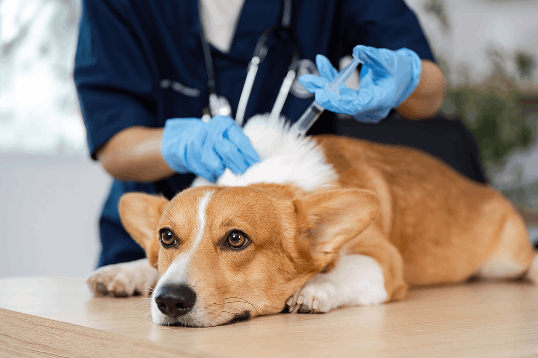 Corgi Vaccine