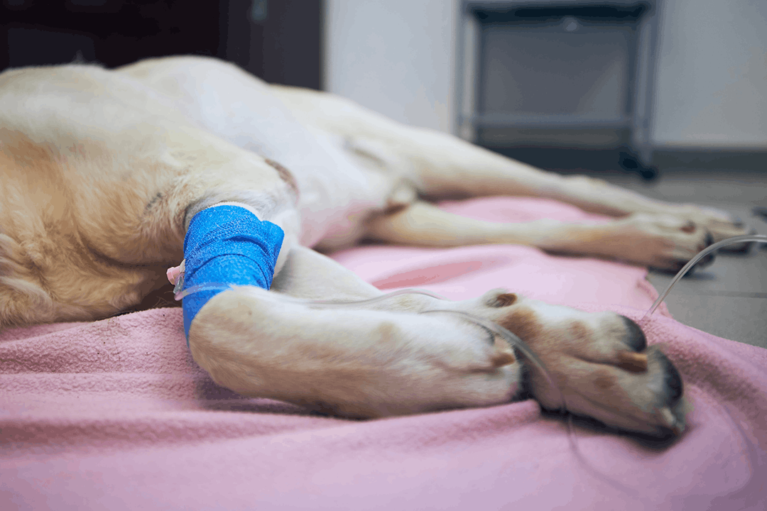 Dog Leg Surgery