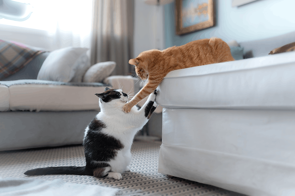 Two Cats Fighting On Couch