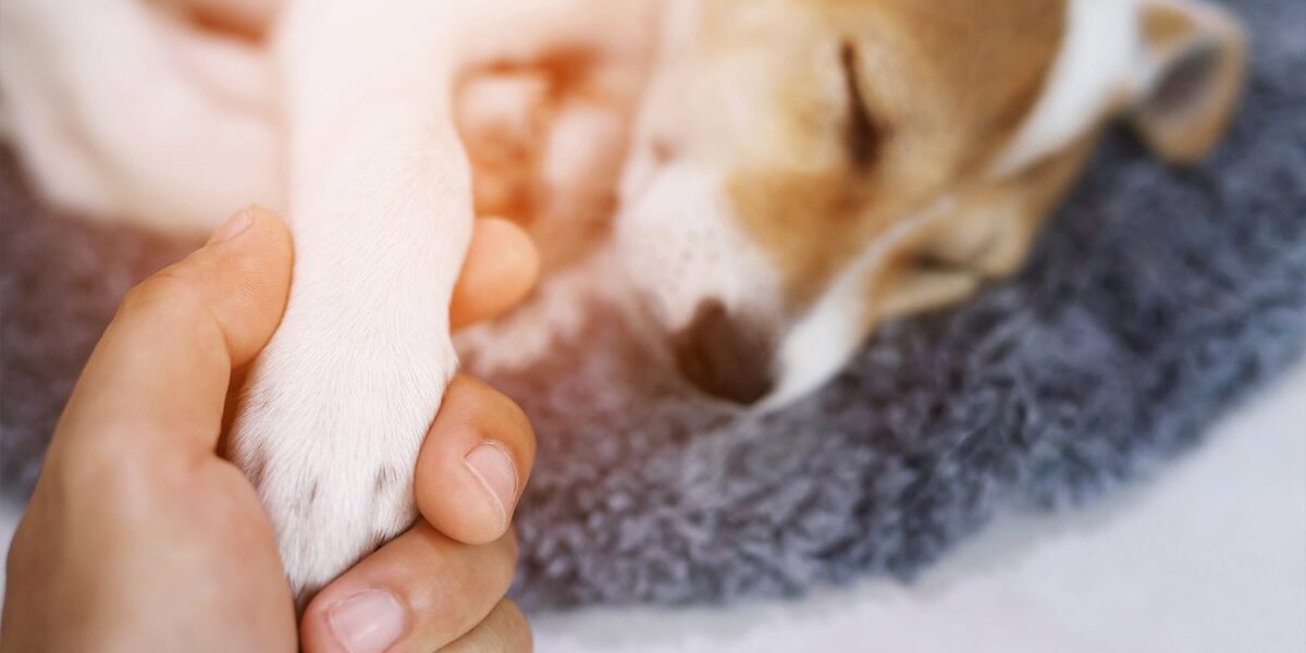 Cbd In Pets In Dubuque Ia
