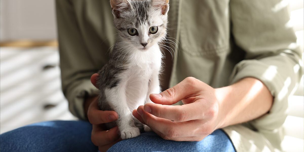 Kitten sitting on owners lap