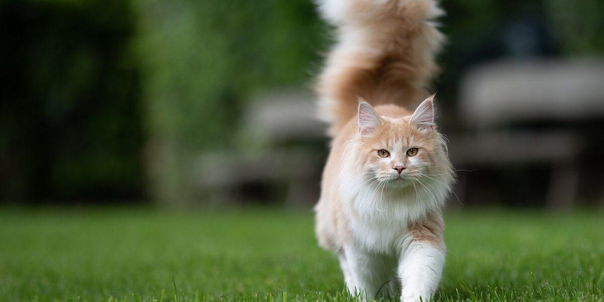 Medial Luxating Patella In Dubuque Ia maine coon walking through grass