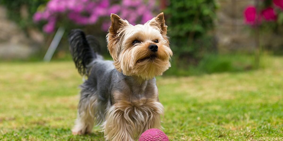 Pancreatitis In Dogs In Dubuque Ia