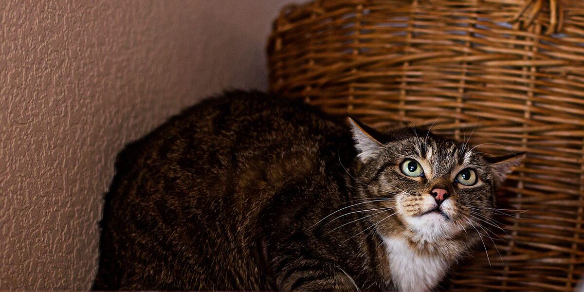 Urinary Blockage In Cats In Dubuque Ia Urinary Blockage In Cats In Dubuque Ia