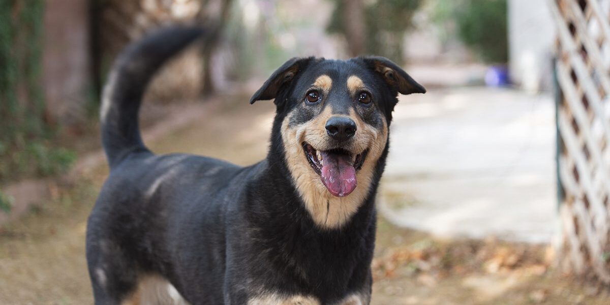 Black And Brown Dog Wagging Tail Black And Brown Dog Wagging Tail