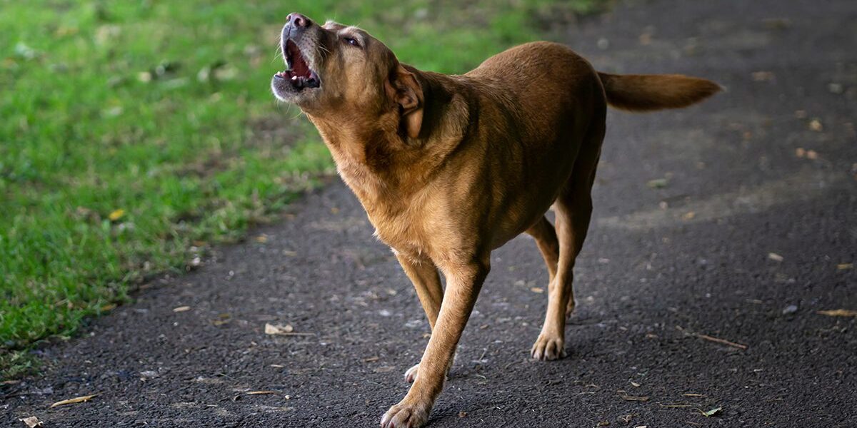 Bordetella Vaccine In Dubuque Ia large brown dog on sidewalk barking