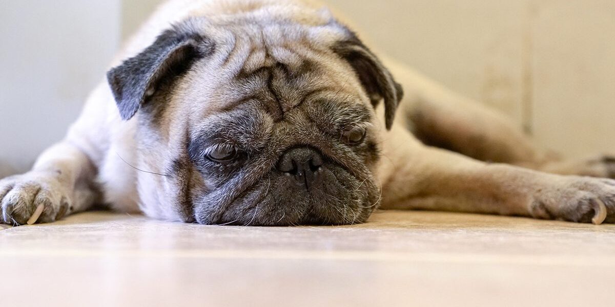 Canine Diabetes In Dubuque Ia Canine Diabetes In Dubuque Ia